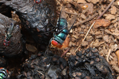 Chrysomya marginalis