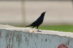 Molothrus bonariensis