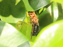 Vespa basalis