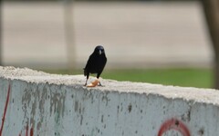 Molothrus bonariensis