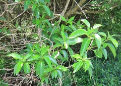 Volkameria glabra