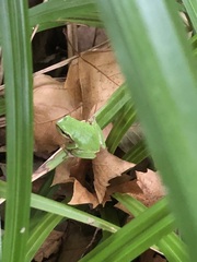 Hyla meridionalis