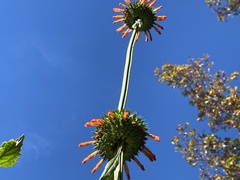 Leonotis