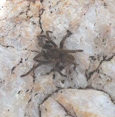Harpactirinae