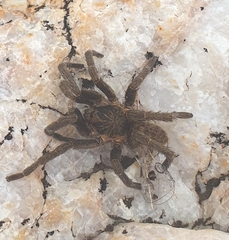 Harpactirinae