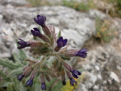 Anchusa hybrida
