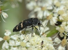 Acmaeoderella flavofasciata