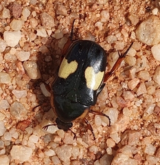 Pedinorrhina trivittata