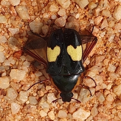 Pedinorrhina trivittata