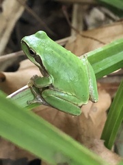 Hyla meridionalis