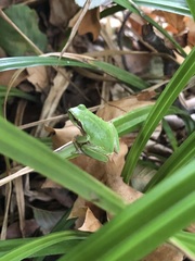 Hyla meridionalis
