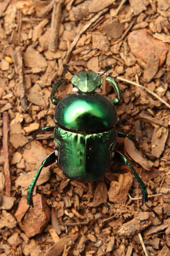 Gymnopleurus virens