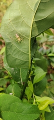 Telamonia dimidiata