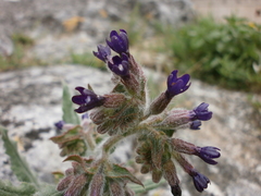 Anchusa hybrida