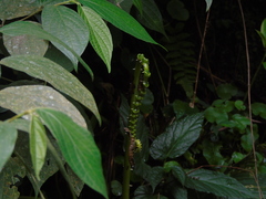 Pneumatopteris
