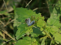 Pseudozizeeria maha okinawana