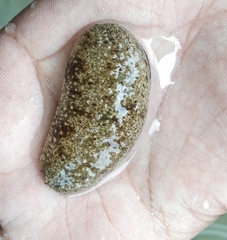 Holothuria scabra