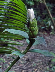 Costus arabicus