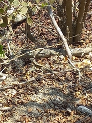 Microlophus occipitalis