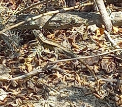 Microlophus occipitalis