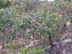 Angophora hispida