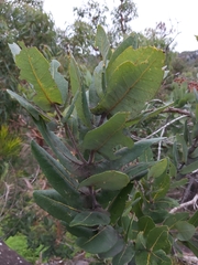 Angophora hispida