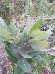 Angophora hispida