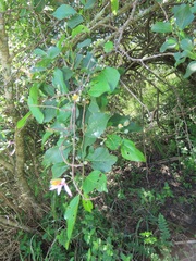 Grewia occidentalis occidentalis