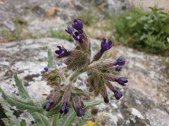 Anchusa hybrida