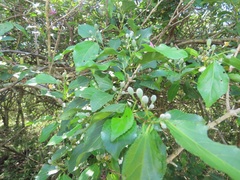 Grewia occidentalis occidentalis
