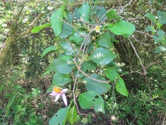 Grewia occidentalis occidentalis