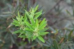 Searsia angustifolia