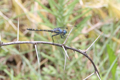 Trithemis stictica
