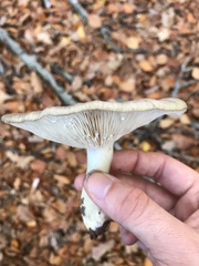 Lactarius argillaceifolius