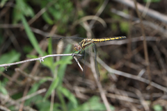 Trithemis furva