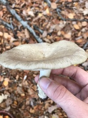 Lactarius argillaceifolius
