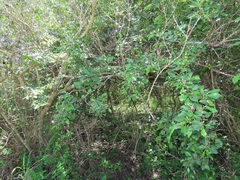 Grewia occidentalis occidentalis