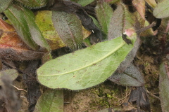 Pilosella caespitosa