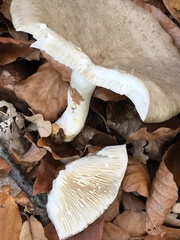 Lactarius argillaceifolius