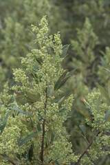 Searsia angustifolia