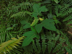 Ficus grossularioides