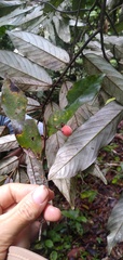 Annonaceae