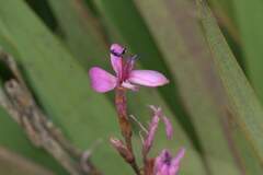 Watsonia meriana