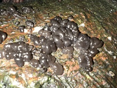 Exidia