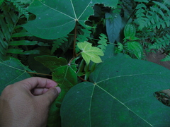 Ficus grossularioides