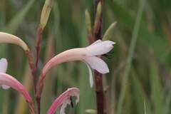 Watsonia meriana
