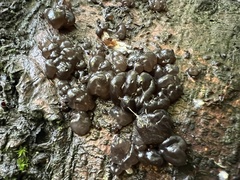 Exidia