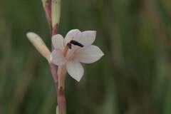 Watsonia meriana