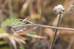 Pilosella caespitosa