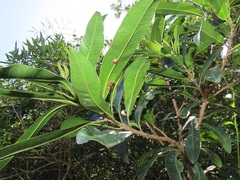 Protorhus longifolia